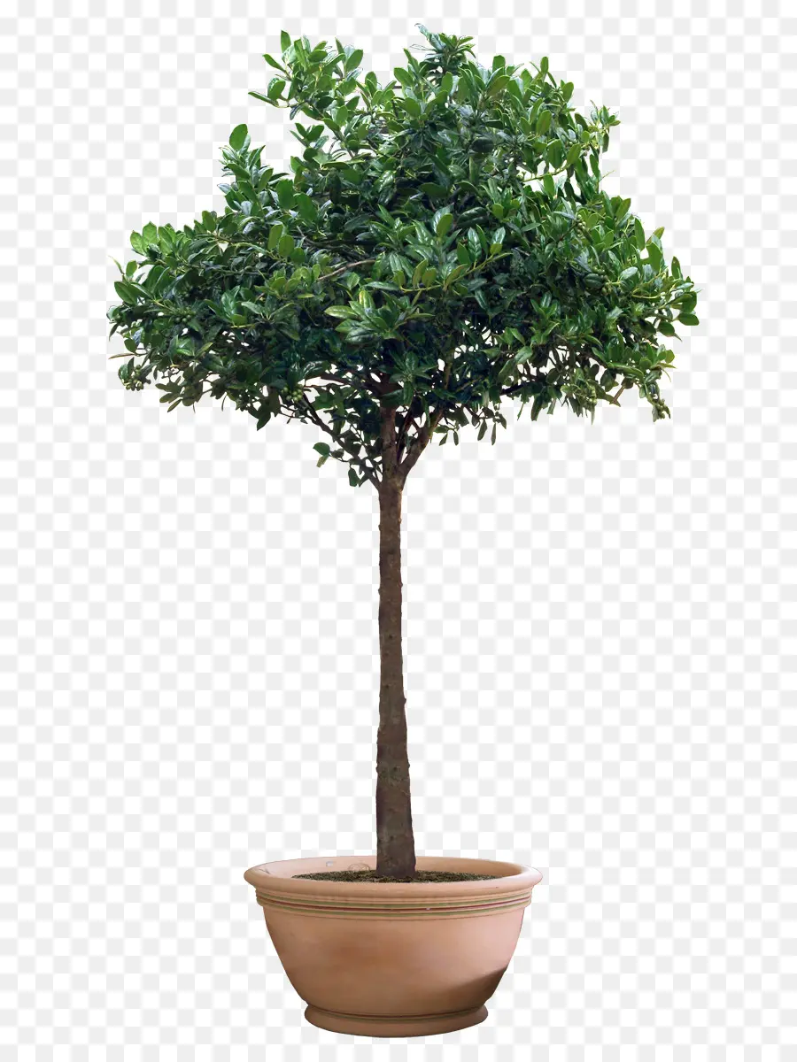 Flowerpot，Parede PNG