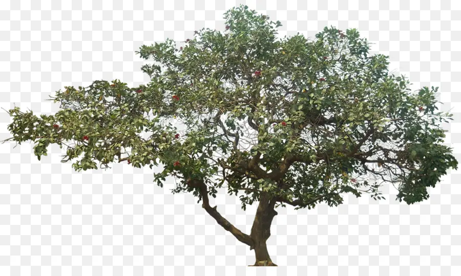 árvore，A Compressão De Dados PNG