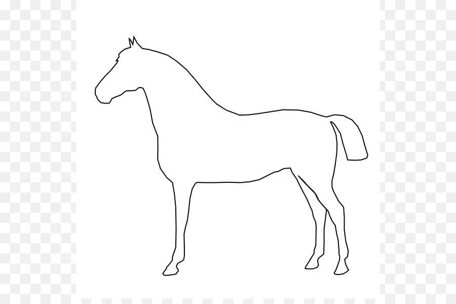 Tennessee Walking Horse，Conformação Do Cavalo PNG