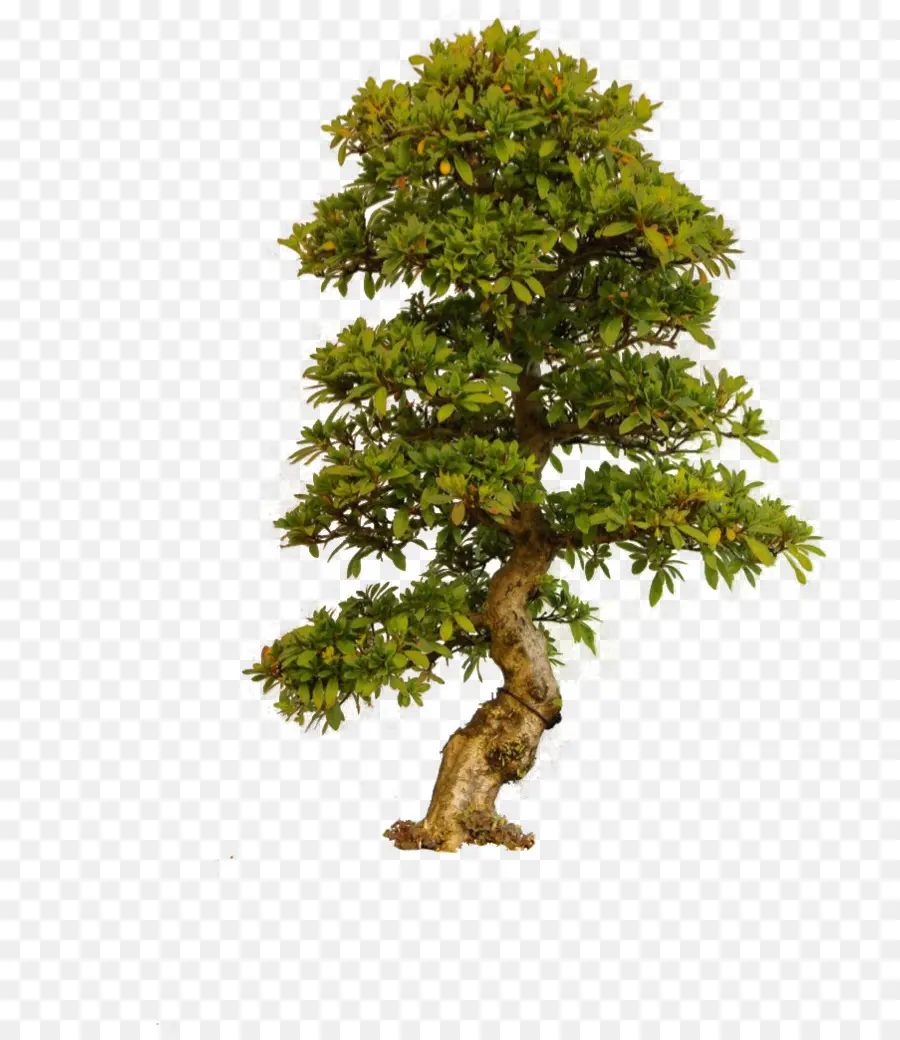 árvore，Adesivo PNG
