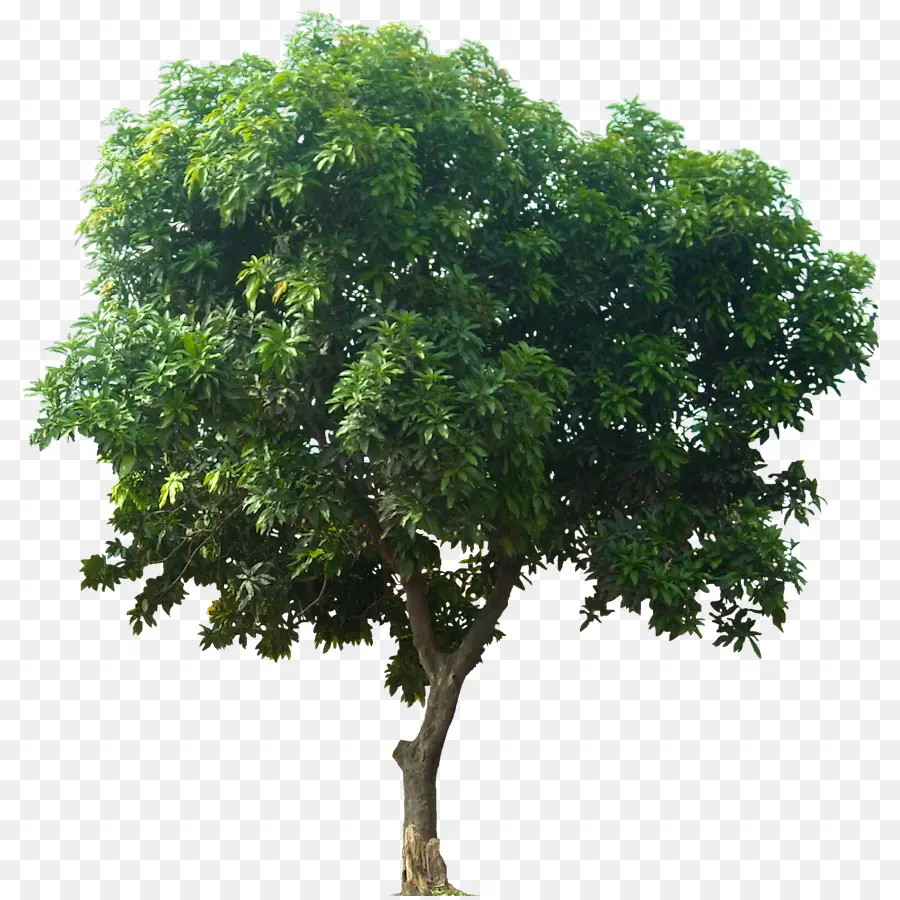 Mangifera Indica，árvore PNG