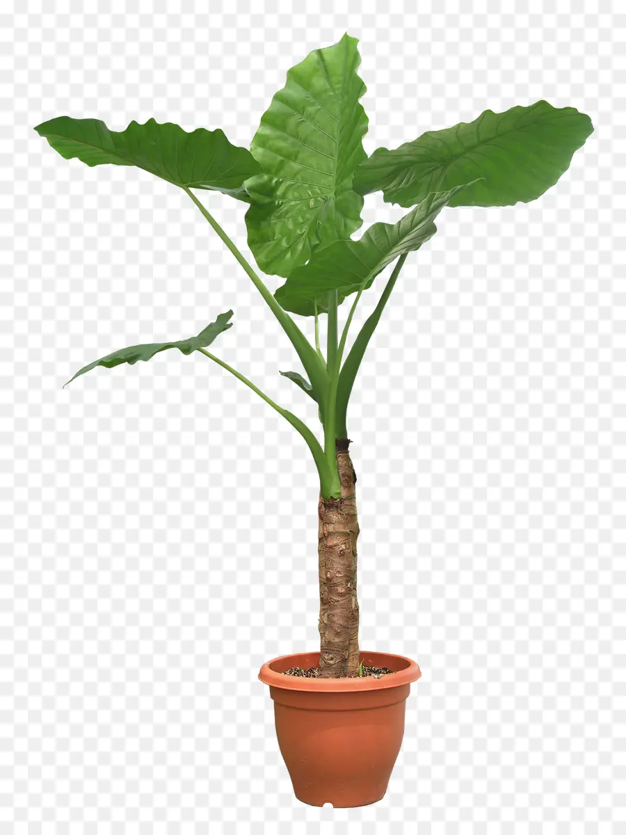 Planta Em Vaso，Verde PNG