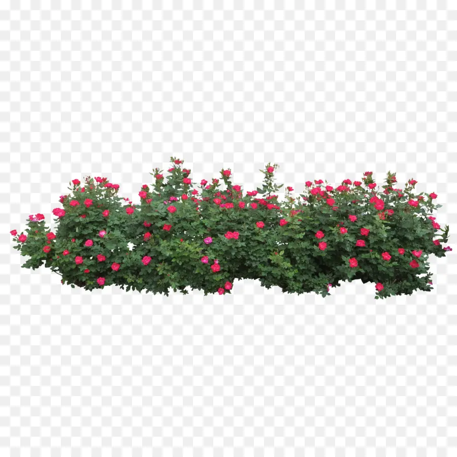 Centifolia Rosas，Arbusto PNG