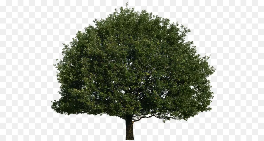 árvore De Fruto 40，árvore PNG