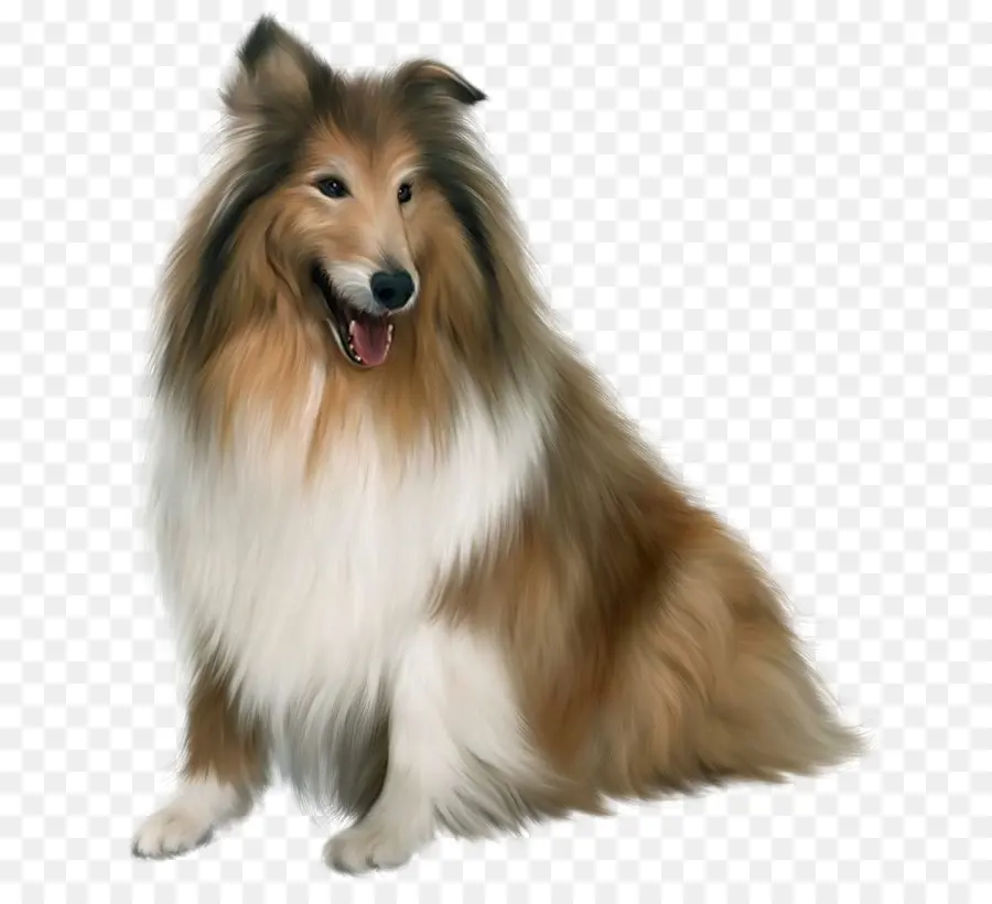 Cão Dálmata，Rough Collie PNG