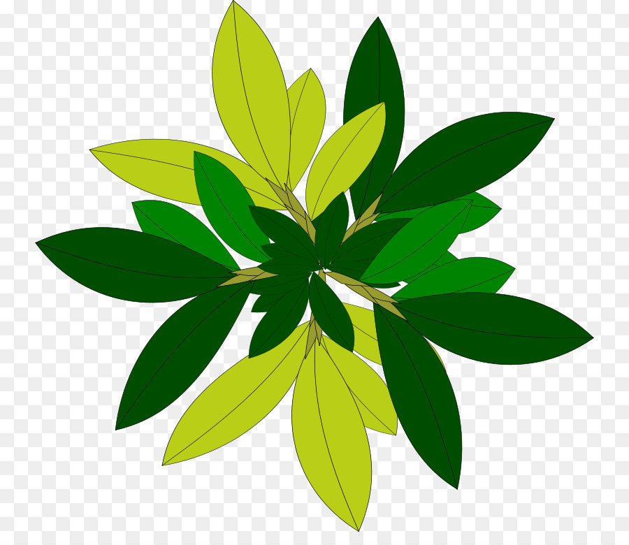 Folha Verde，Natureza PNG