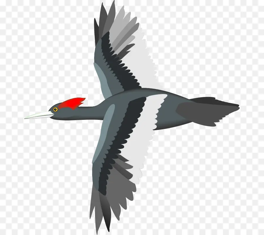 Aves，Voo PNG