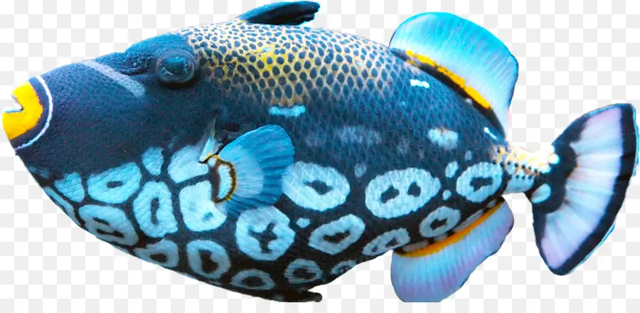 Peixe，Alimentos PNG