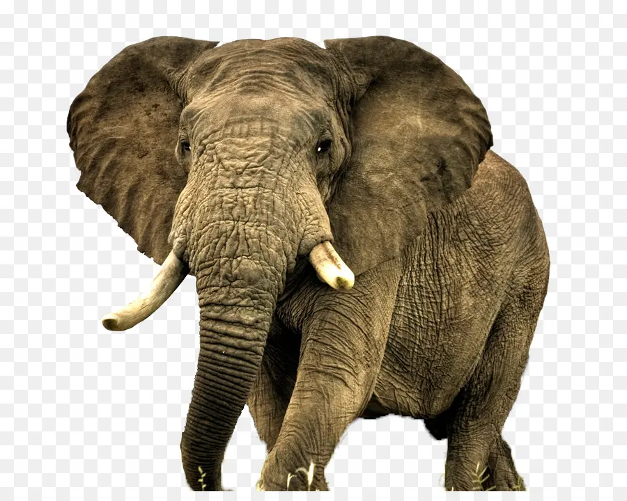 áfrica，Elefante Africano PNG