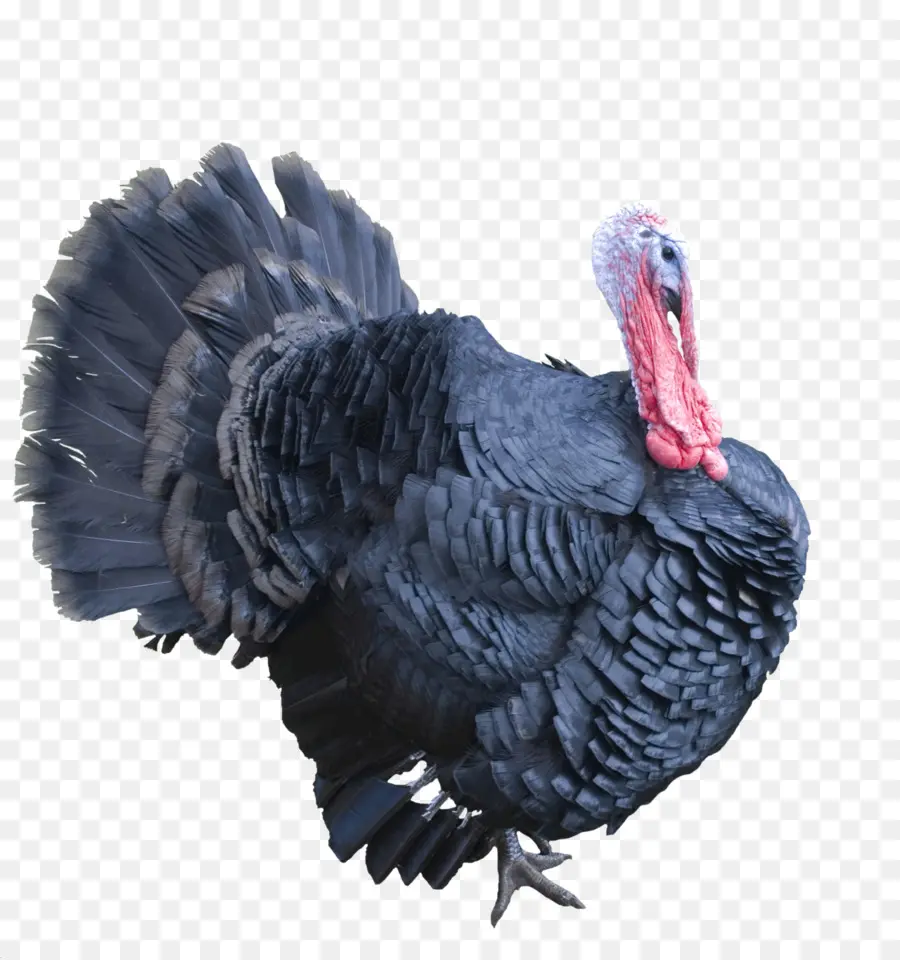 A Turquia，Turquia Carne PNG