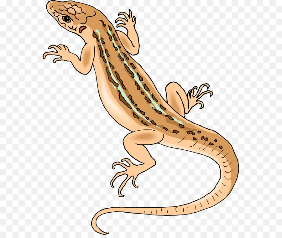 Lagarto，Réptil PNG