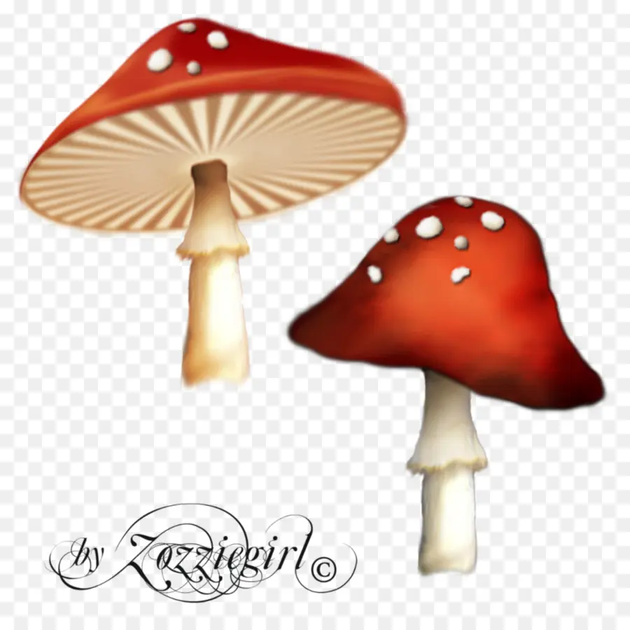 Cogumelos Vermelhos，Fungos PNG