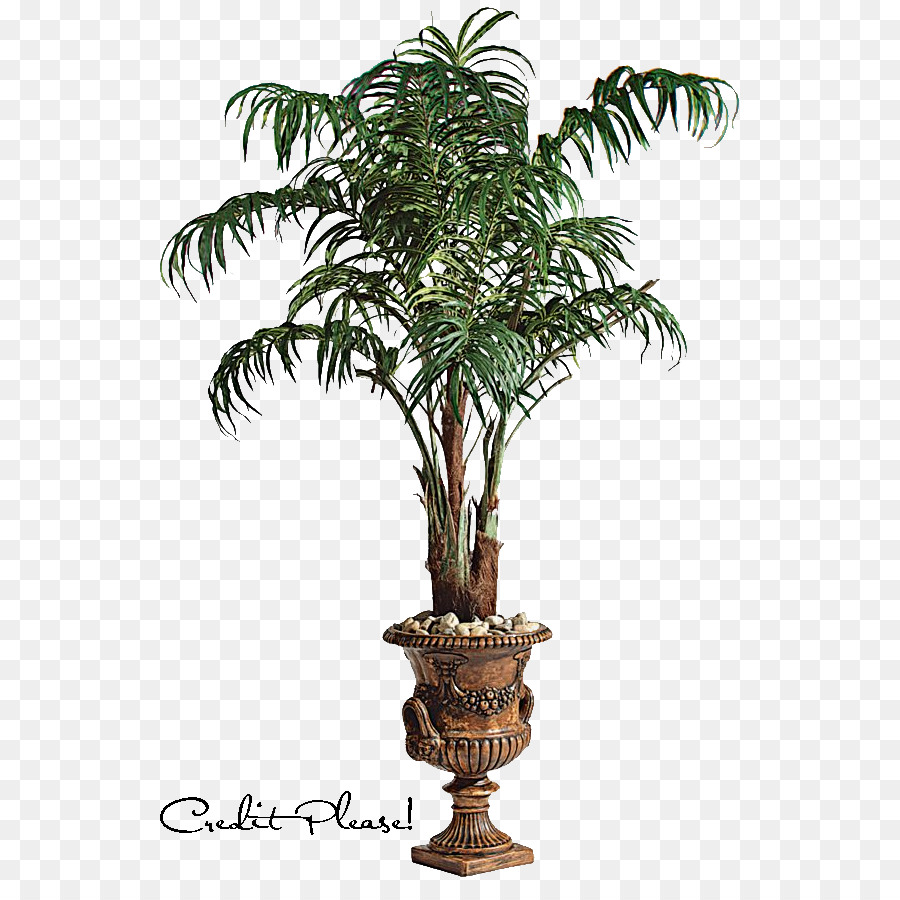 Arecaceae，árvore PNG