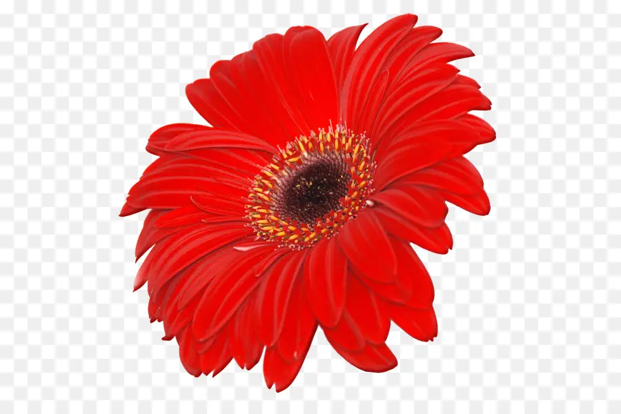 Transvaal Daisy，Stockxchng PNG
