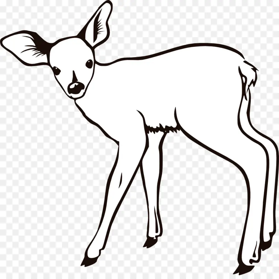 Deer，Whitetailed Veado PNG