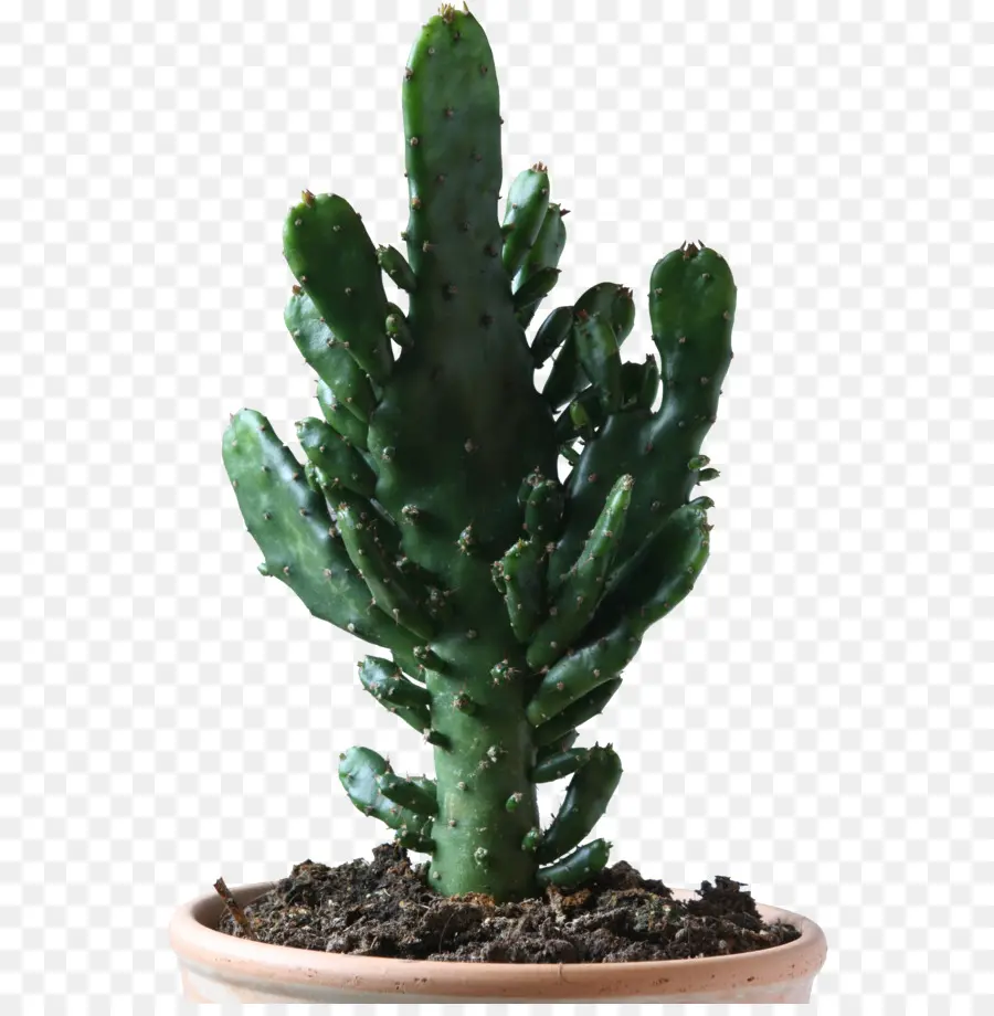 Cactoscactus，Cactaceae PNG