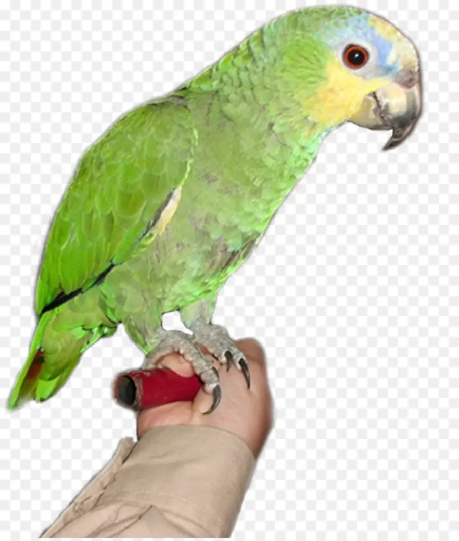 Papagaio Verde，Pássaro PNG