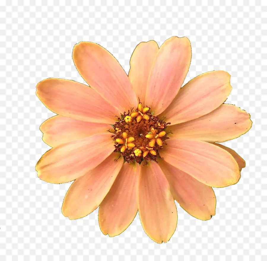 Flor，ícones Do Computador PNG