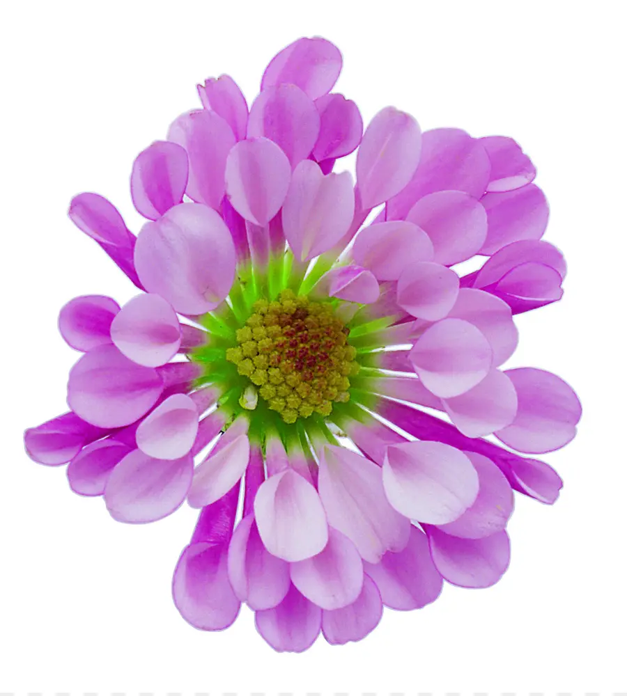 Flor，Resolução De Imagem PNG