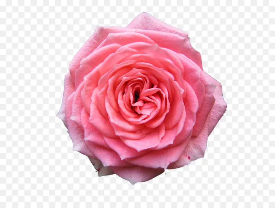 Rosa，Papel De Parede Da área De Trabalho PNG