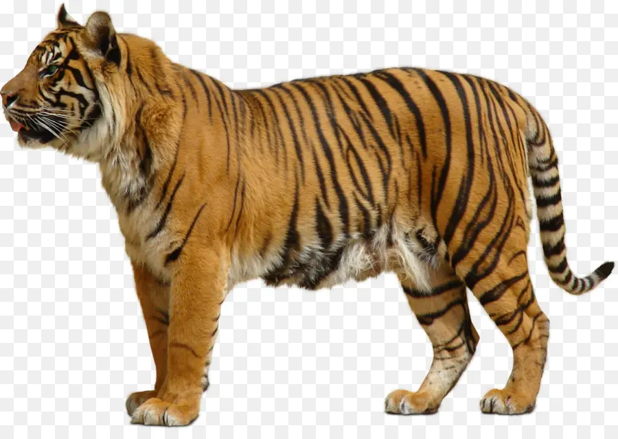 Tigre De Bengala，O Tigre De Sumatra PNG