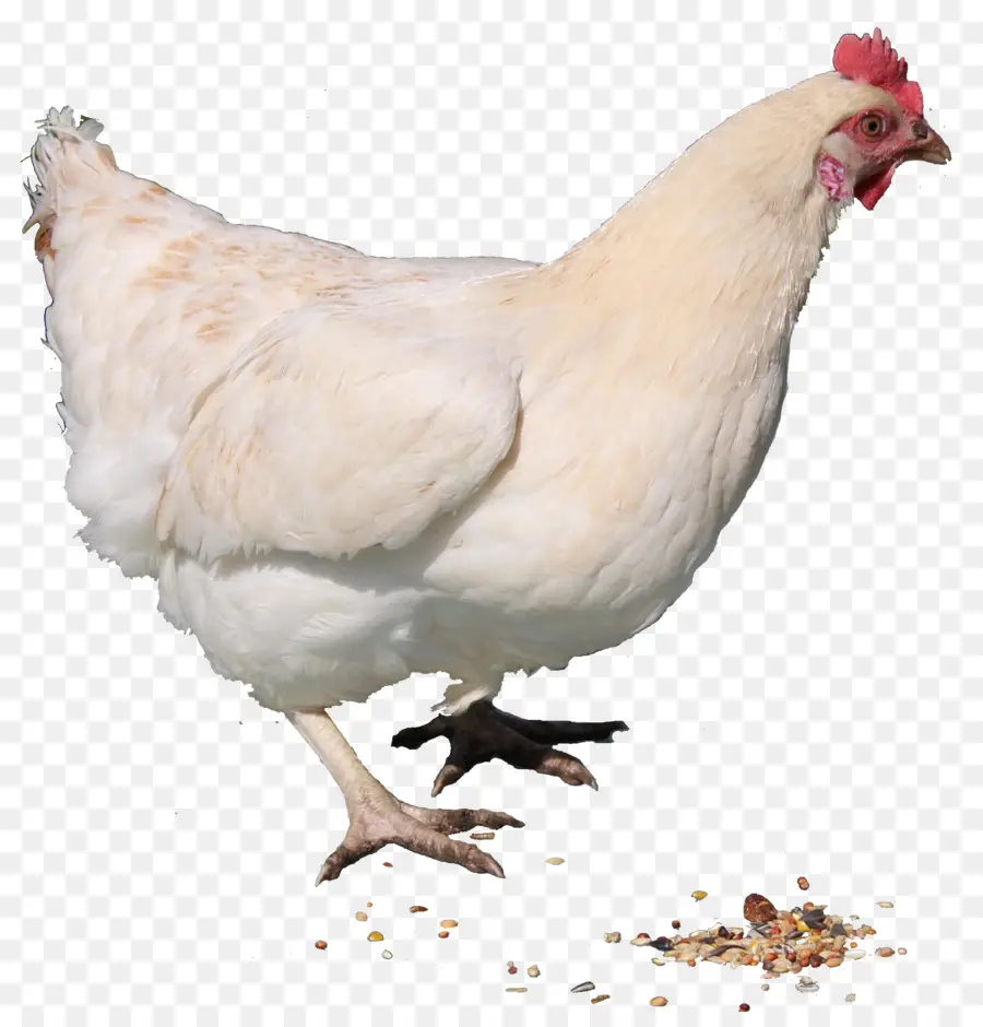 Frango，Galinha PNG