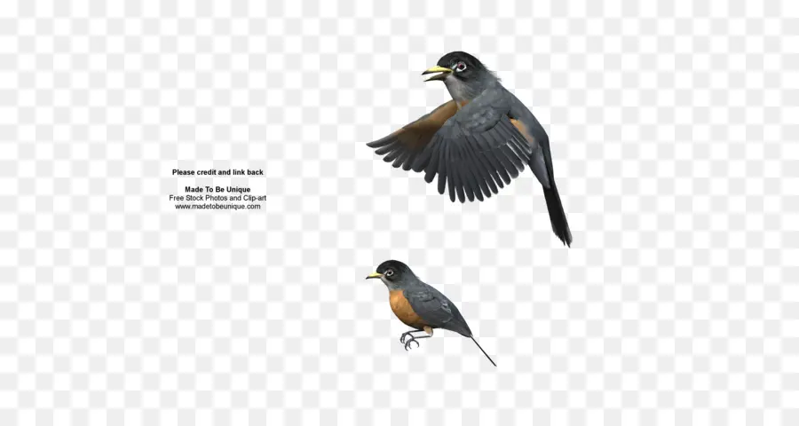 Aves，Europeia Robin PNG