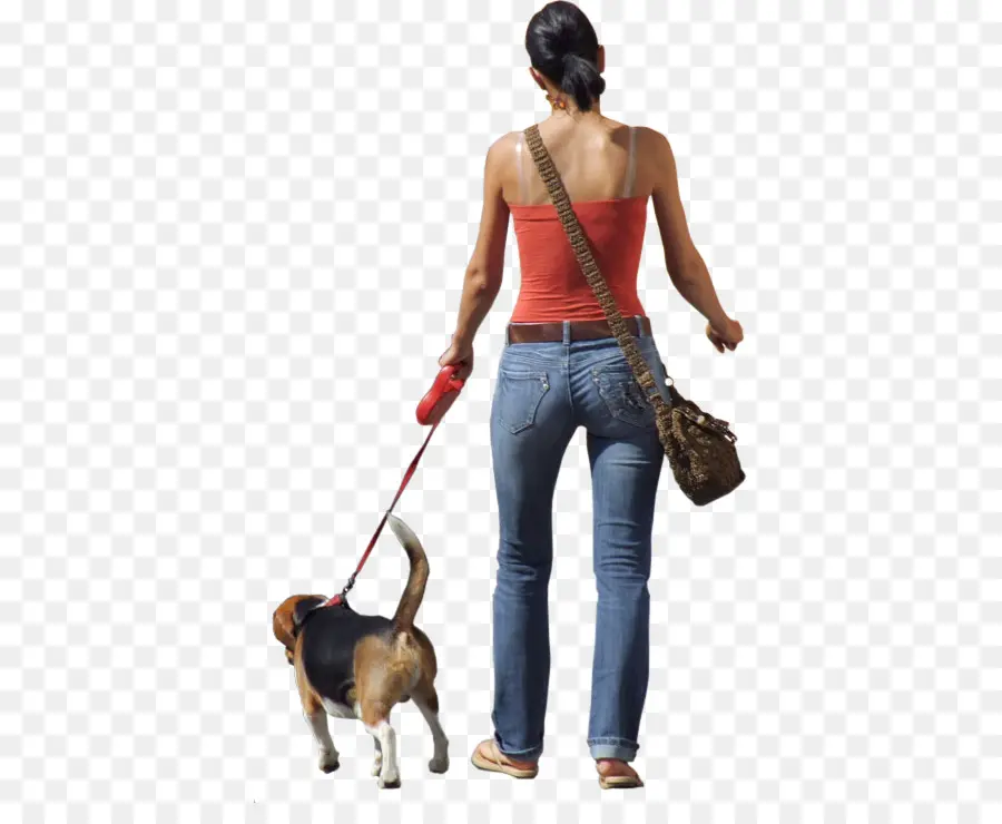 Curta，Passeio De Cães PNG