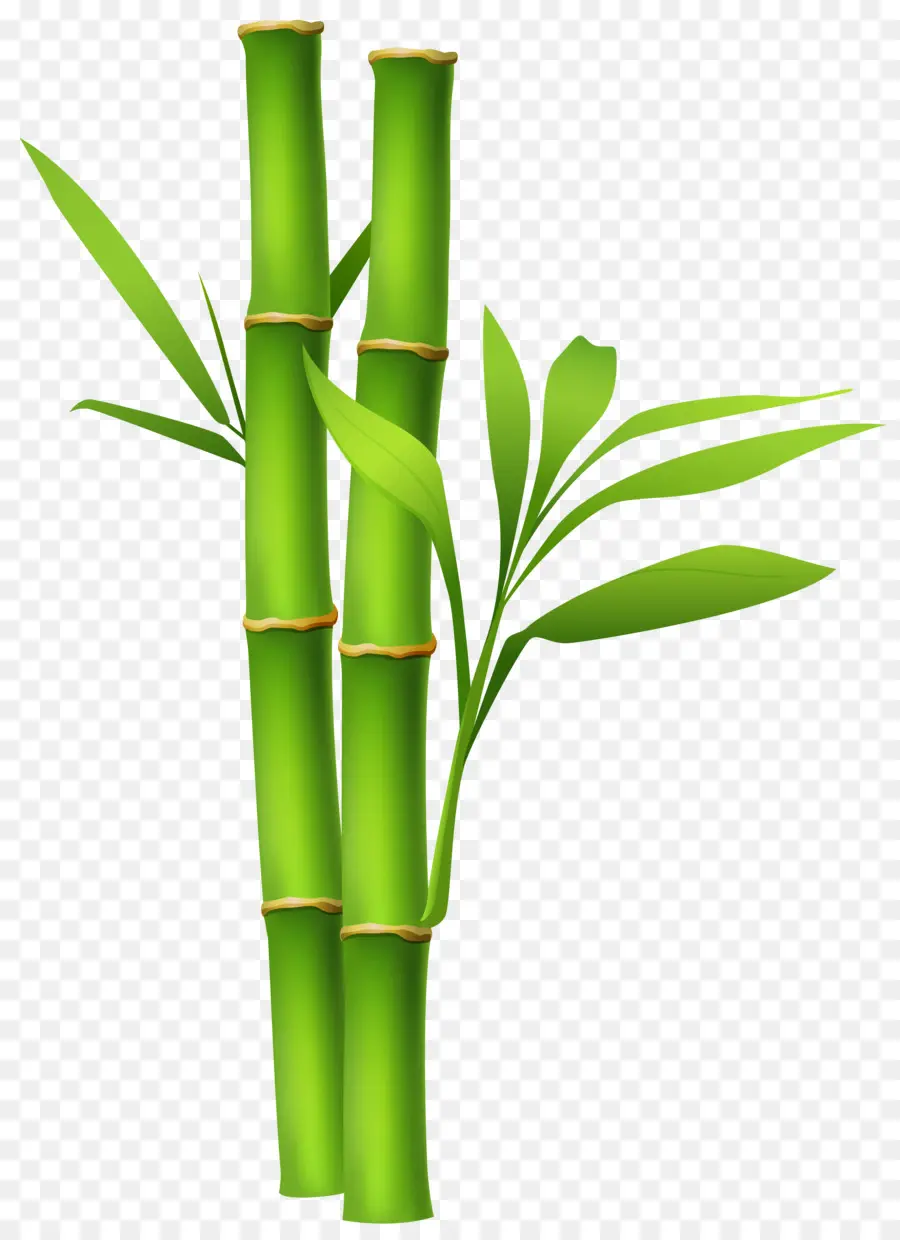 Bambu，Apresentação PNG