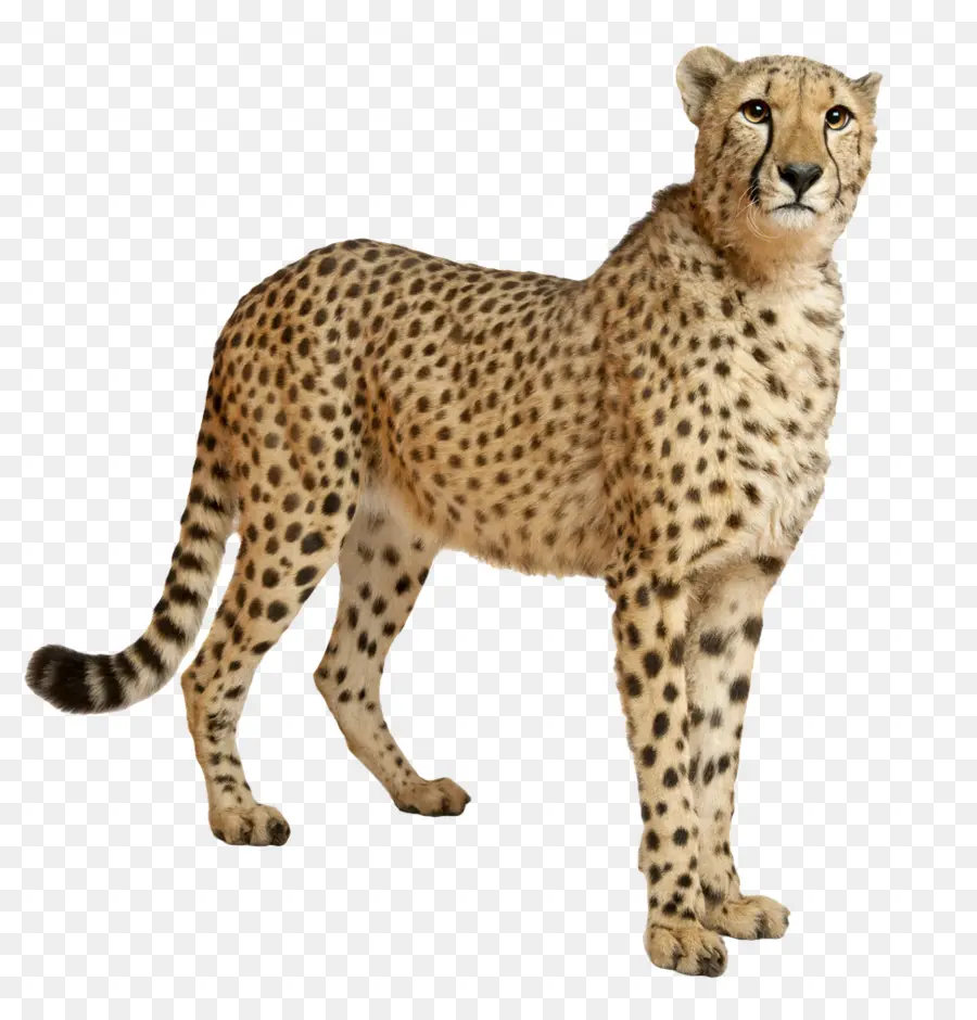 Cheetah，Felinae PNG