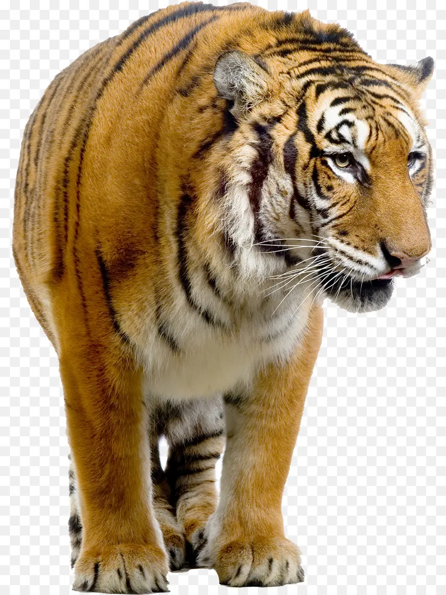 Filhote De Tigre，Listrado PNG