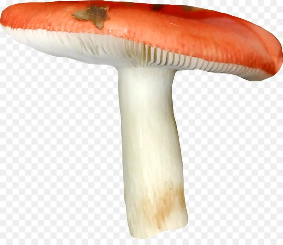 Cogumelo，Fungo PNG