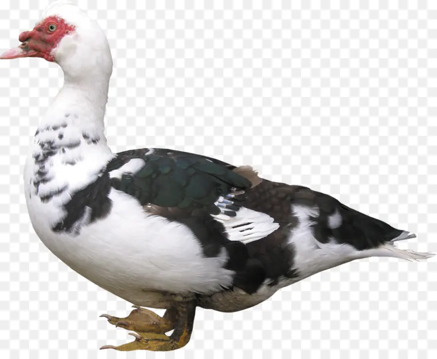 Pato，Pássaro PNG