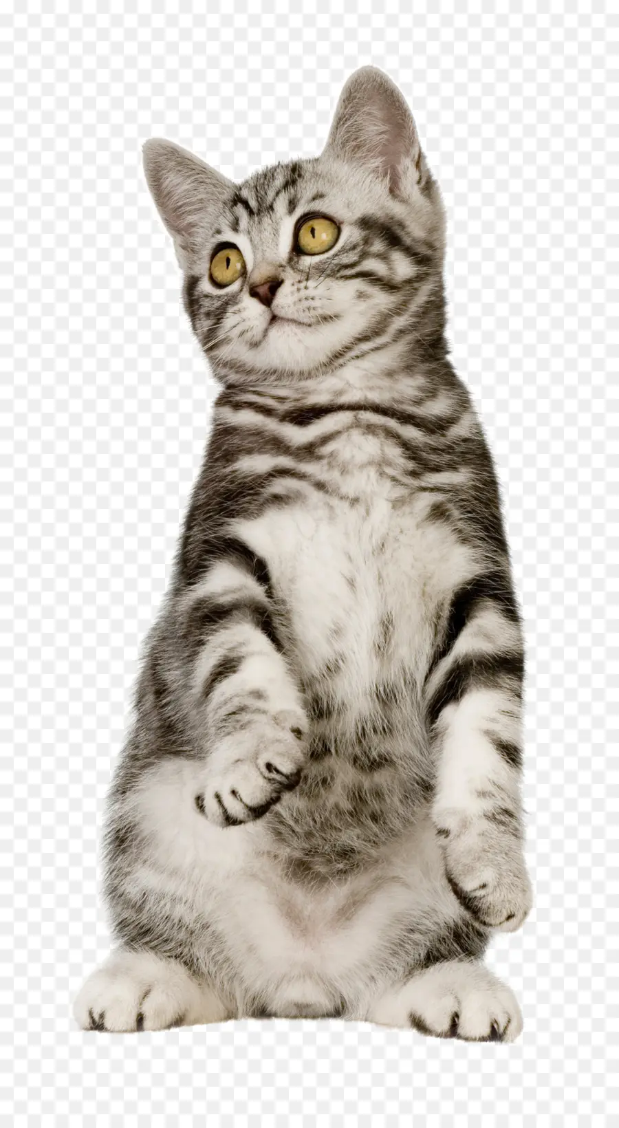 Gatinho Fofo，Gato PNG