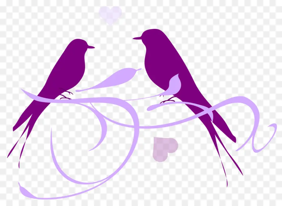 Lovebird，Aves PNG