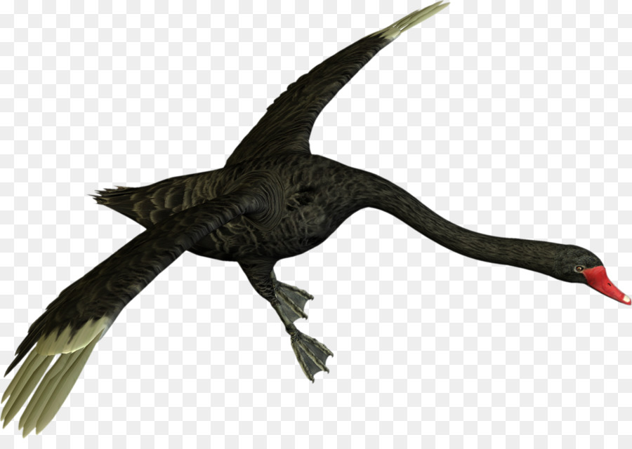 Cisne Negro，Aves PNG