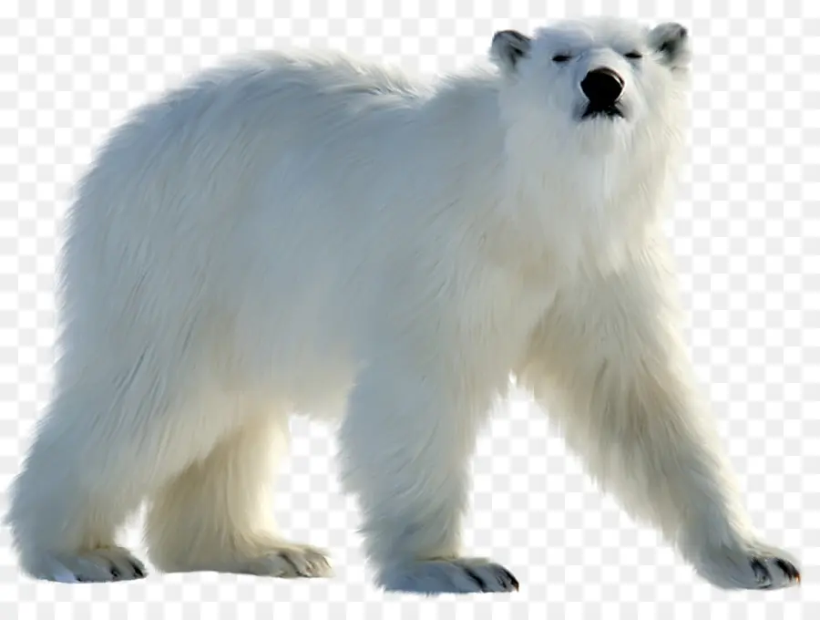 Grande Pirineus，Urso Polar PNG