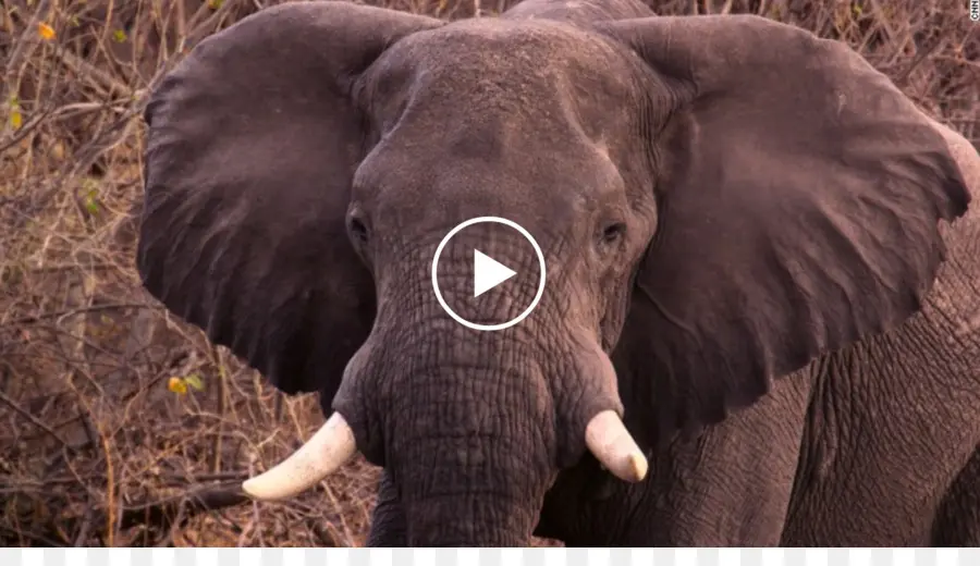 Elefante Africano，Estados Unidos PNG