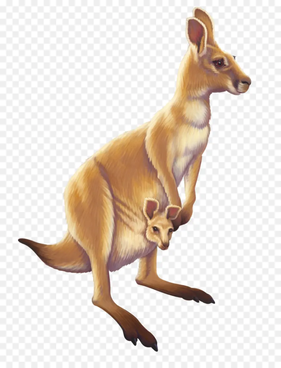 Austrália，Canguru PNG