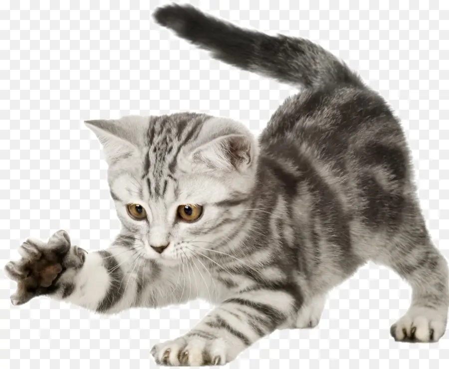 British Shorthair，Gatinho PNG