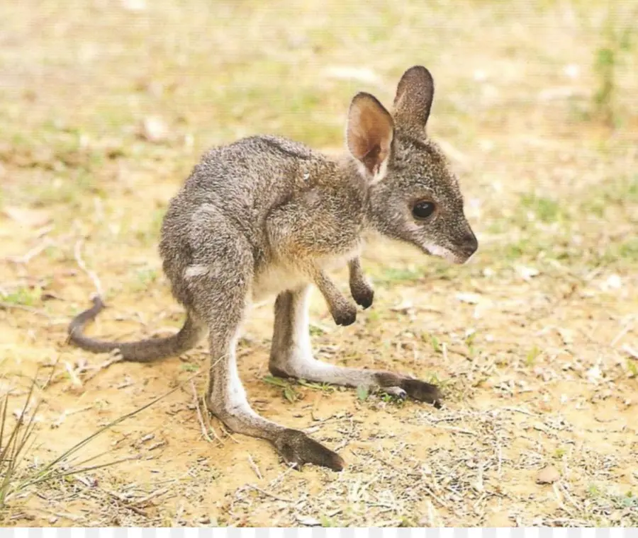 Bebê Canguru，Jovem PNG