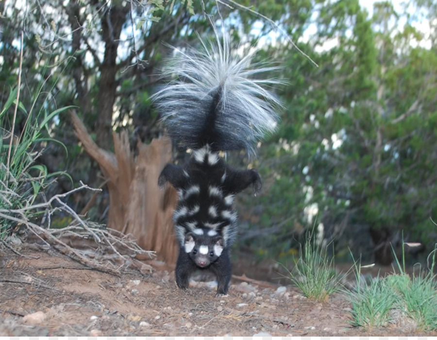 Skunk Manchado Ocidental，Glaciação Quaternária PNG