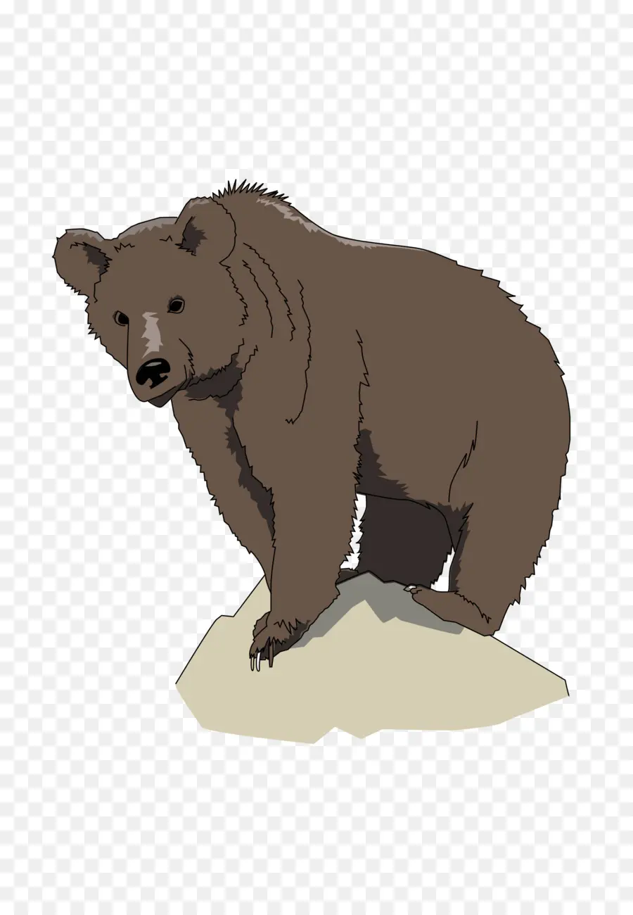O Urso Pardo Urso De Brown O Que Você Vê，Urso PNG