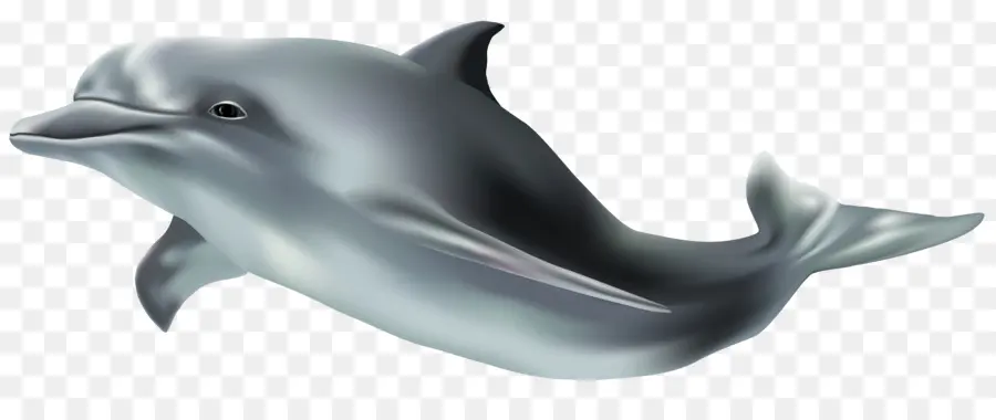 Wholphin，Tucuxi PNG