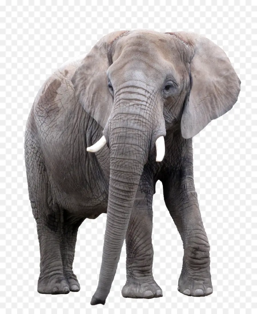 Elefante Asiático，Elefante Africano PNG