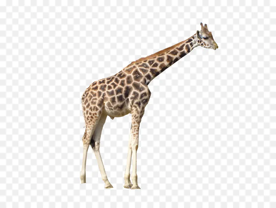 Girafa，Animais Selvagens PNG