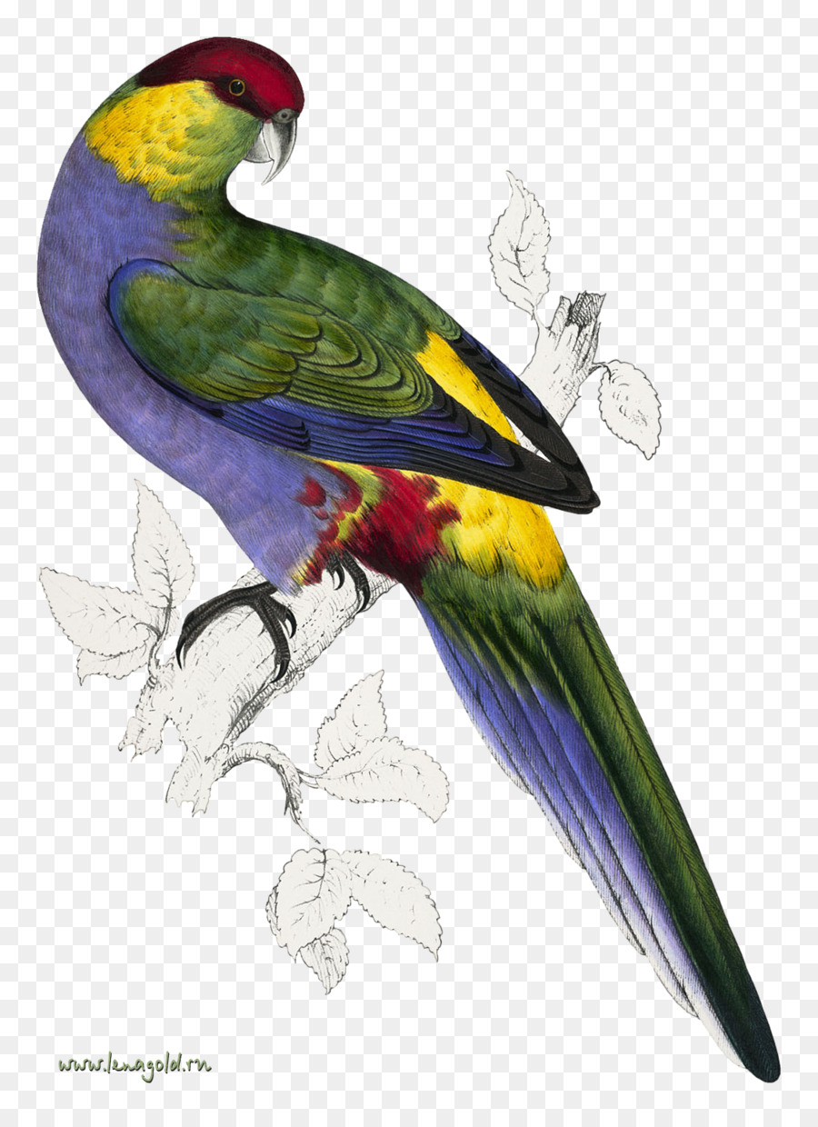 Aves，Papagaio PNG