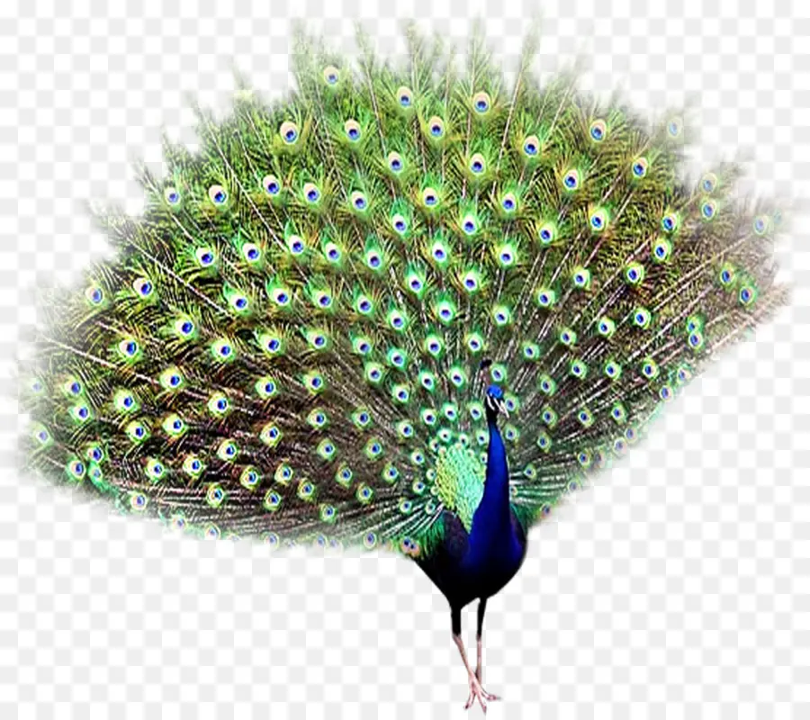 Pavão，Pássaro PNG