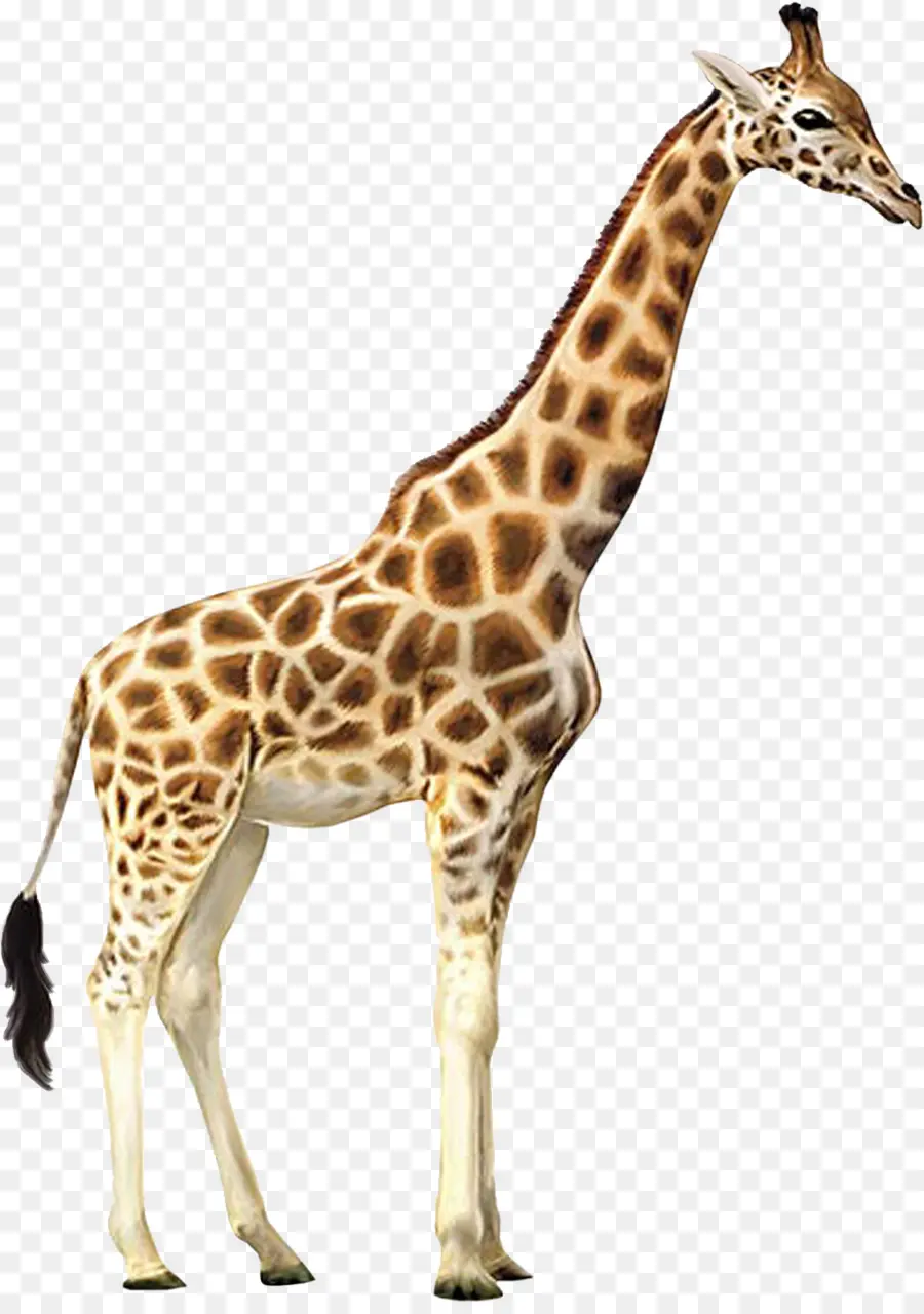 Girafa，ícones Do Computador PNG