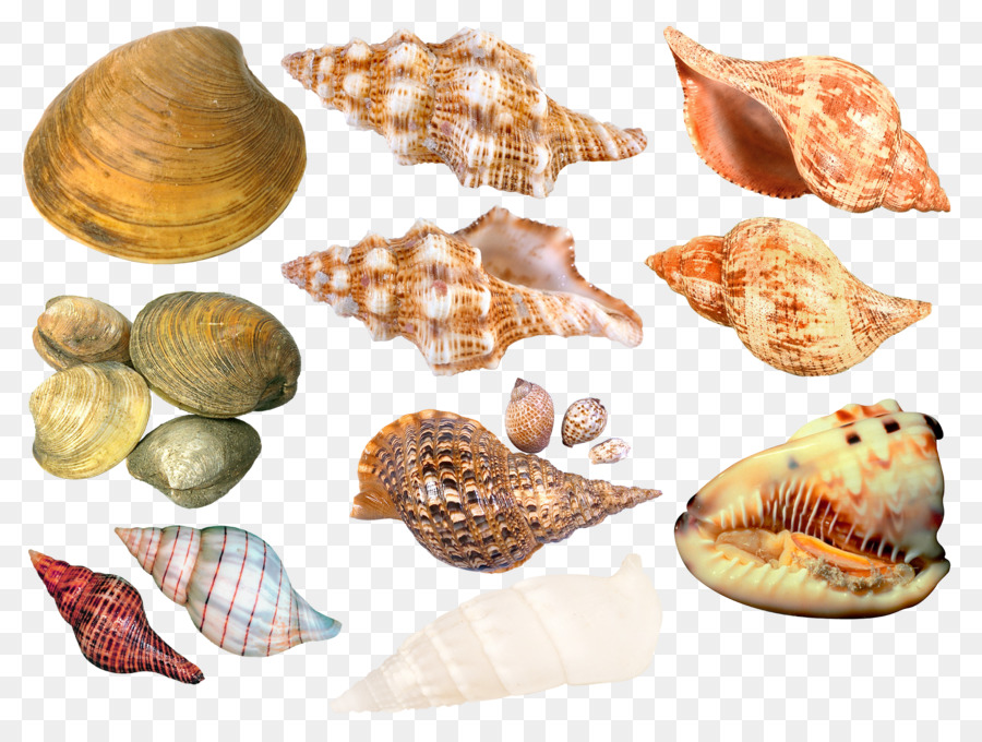 Seashell，Berbigão PNG